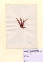藏品(Grateloupia sp.)的圖片